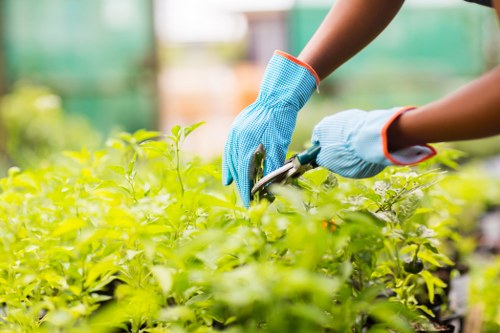 Urban tree preservation and arboricultural care in Mayfair