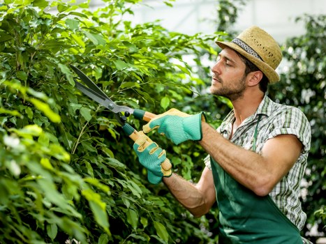 Professional tree pruning near a Mayfair townhouse property