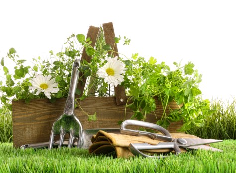 Screen-reader friendly Mayfair tree surgeons webpage
