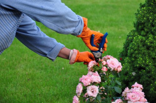 Free quote consultation for Tree Surgeons Mayfair